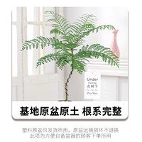 雅花匠 蓝花楹 YLZ13601 观叶植物盆栽 蓝花楹【基地原盆】+吊牌
