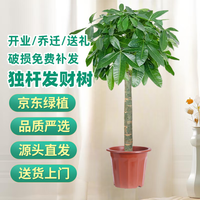 移动端、京东百亿补贴：京东绿植 发财树 0.9-1米单杆 盆栽