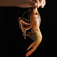 京战俄罗斯新鲜鲜活速冻刺身甜虾富山斑点虾海虾新鲜冷冻 (净重)  5.5-8.5cm 白牡丹12-17只/盒