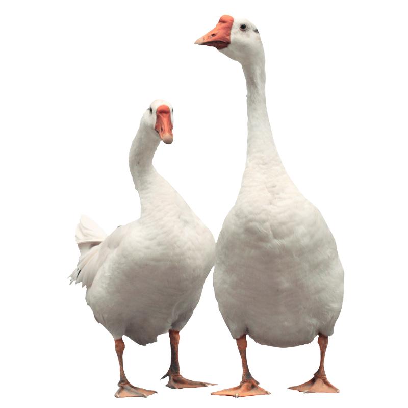 云依禾农庄 新鲜现杀大鹅老鹅肉土鹅铁锅炖大鹅大白鹅 净重3kg/只