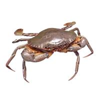 沈志雄 船长国产福建东山岛海鲜1只重450g左右海捕海鲜包活特大红膏蟹红鲟青螃蟹青蟹中秋礼包 1只0.9斤左右
