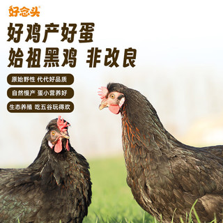 好念头 始祖黑鸡鸡蛋 无抗无菌可生食 30枚 礼盒装