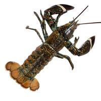 鲜京采波士顿龙虾波龙1100-1300g/只保鲜不保活 海鲜虾类源头直发