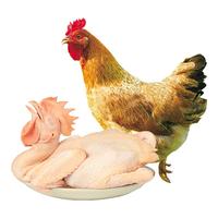 WENS 温氏 天露土香鸡 1kg