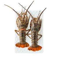 渔游记 印尼小青龙虾1000g/2只 超大龙虾 花龙海鲜水产冷冻大虾生鲜 虾类