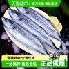 鲜驰 中国大陆 鲐鲅鱼 2500g 袋装