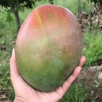 花慕辰四川攀枝花凯特芒果大果新鲜水果 4.5斤装 拍2份合发一箱 新鲜凯特芒 净 重4.25斤