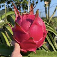 忆京源海南红心火龙果 金都一号红肉蜜宝火龙果新鲜水果时令生鲜 9斤精选特大果【约6-9个】