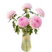 京东鲜花产地仓严选牡丹菊水养云南鲜花装点家居色牡丹菊3枝送2枝