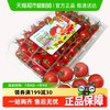 一颗大 串收樱桃小番茄应季水果生吃西红柿自然熟4斤家庭装