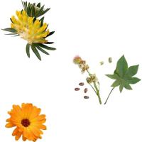 Dr. Hauschka 德国世家 律动净肤调理液 100ml