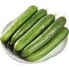 京鲜生 山东水果嫩黄瓜 净重4.5斤 单根68g+