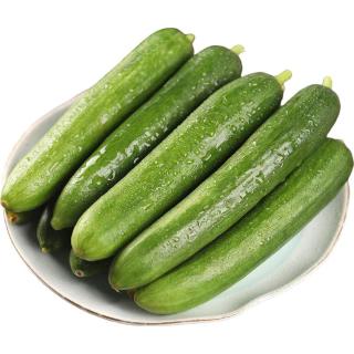京鲜生 山东水果嫩黄瓜 净重4.5斤 单根68g+