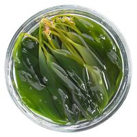 粮盼鲜嫩盐渍海带苗300g*4包 昆布海带芽裙带菜 海带之乡地理标识产品