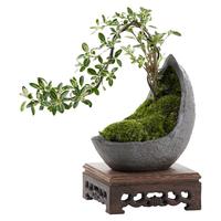 开时果 悬崖六月雪盆栽 中式禅意盆景植物茶室绿植造型摆件源头直发 六月雪（轻舟盆+紫砂托盘）
