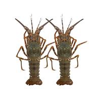 渔传播【活鲜】小青龙大龙虾200-225g/只 合计2只 保鲜不保活 源头直发 快递 小青龙200-250g两只1份