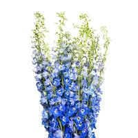 左家花园多年生大花飞燕户外阳台庭院盆栽花卉植物子易种千鸟 飞燕草混色5克约4000粒