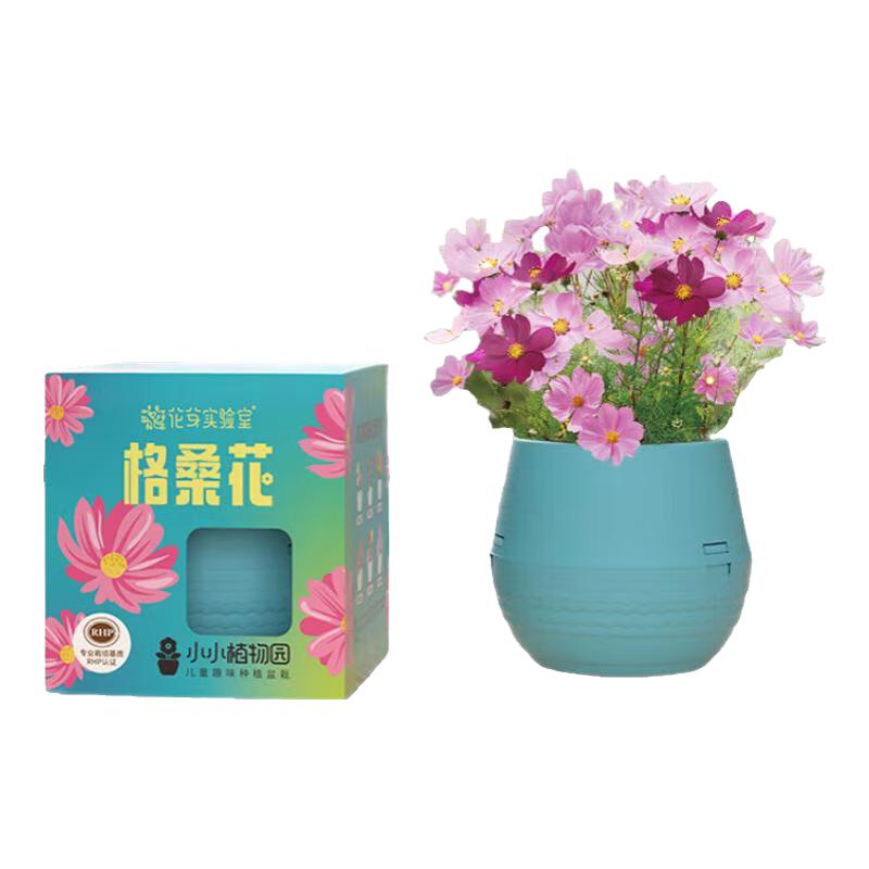 匠心绽放绿植幼儿园植物桌面种植小盆栽科学观察实验开学季 格桑花