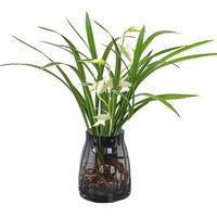 壹植水培植物兰花盆栽建兰室内好养耐寒耐冻浓香型兰草名贵花卉带花苞 建兰2-3连体+灰广口瓶 送营养液 含盆