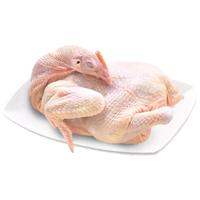 天玛生态童子鸡整鸡赠料包1斤 *2袋  生鲜鸡肉沙漠土鸡 源头直发 童子鸡【500g *2袋】