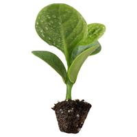 农之子 木耳菜菜苗种籽大叶蔬菜种子秧苗夏季种苗豆腐菜耐热青菜籽夏天 农之子 大叶木耳菜种子 50gx2袋