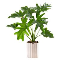 开时果 春羽水培植物盆栽 ins清新风水生春雨绿植水养盆景源头直发 春羽（25-30cm）火山杯