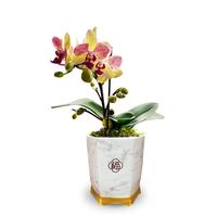 劉閣蘭花兰花盆栽客厅办公室花卉蝴蝶兰 三色鸟带1支花剑配瓷白盆源头直发