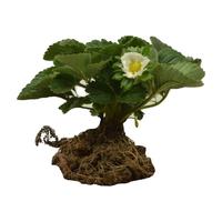 萌肉居草莓苗奶油草莓四季种植当年结果苗/草莓苗带原土10棵源头直发