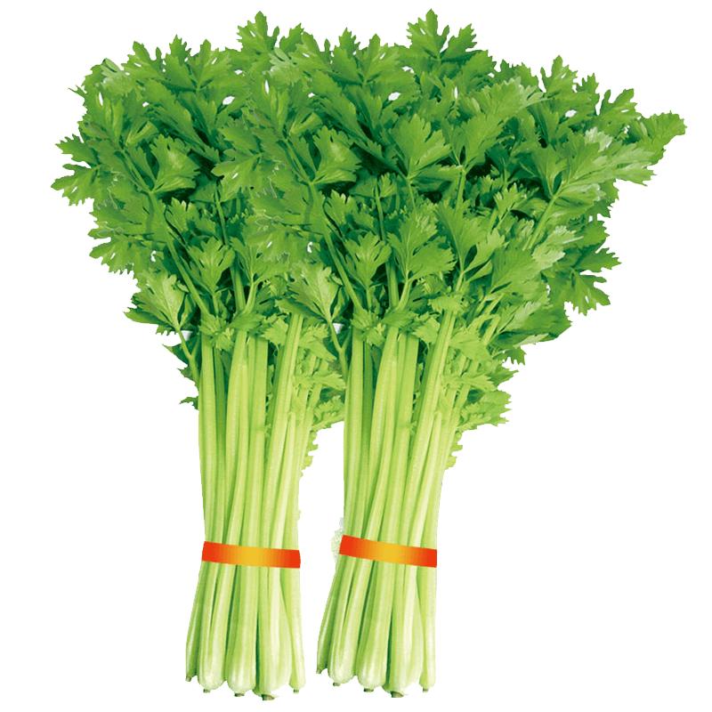 种菜记 蔬菜种子大全快菜生菜鸡毛菜种籽四季南方小青菜春季阳台蔬菜孑 四季小香芹种子10克