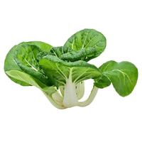 种菜记 蔬菜种子大全快菜生菜鸡毛菜种籽四季南方小青菜春季阳台蔬菜孑 奶白菜种子10克