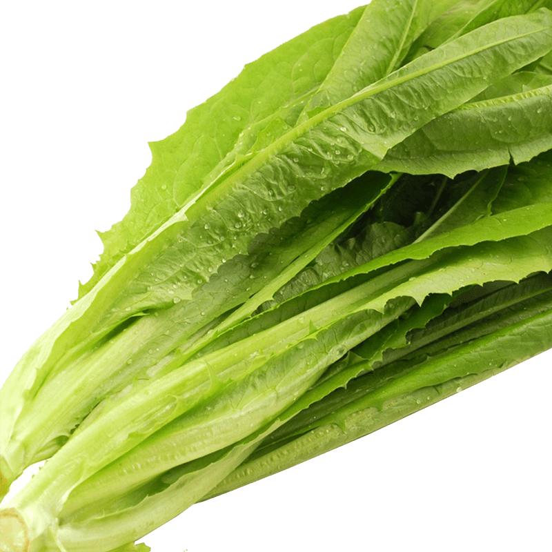 种菜记 蔬菜种子大全快菜生菜鸡毛菜种籽四季南方小青菜春季阳台蔬菜孑 无斑香油麦种子5克