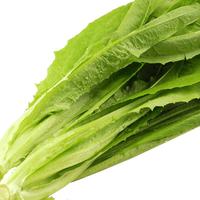 种菜记 蔬菜种子大全快菜生菜鸡毛菜种籽四季南方小青菜春季阳台蔬菜孑 无斑香油麦种子5克