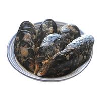 遇上鲜 舟山新鲜淡菜 海鲜 嵊泗海虹贻贝青口贝 净重4斤 源头直发