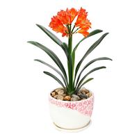 25根装左右 垂盆草吊兰四季常青盆栽绿植 生长速度快见土就活 耐干旱植物 25根装左右