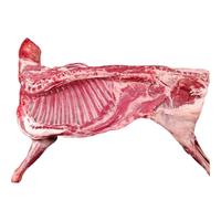 两岁下天山新疆羊肉串草地乳羔羊生鲜羊排羊蝎子羊腿半只羊烤全羊 原切羊排段3斤-搬仓特惠25.1日期 原切羊排段2斤