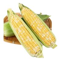 京百味水果玉米5斤 云南甜玉米棒子新鲜生鲜蔬菜香甜多汁应季 源头直发 鲜水果玉米5斤