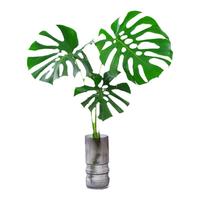 壹植水培植物龟背竹盆栽老桩净化空气天堂鸟大叶室内观叶绿植耐阴常青 龟背竹30~40cm一棵【送营养液】