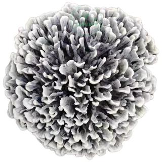 京地达【白色整朵】云南特产野生菌 精选新鲜干巴菌 净重250g 源头直发