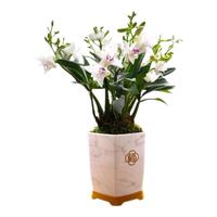 劉閣蘭花紫云泼墨石斛兰花苗 现带花苞出售室内阳台掌上花卉好养绿植盆栽 紫云石斛8苗带2花带仿瓷白盆