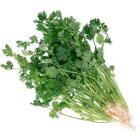 寿禾 农家小叶香菜种子芫荽蔬莱籽种籽阳台盆栽春季种孑菜籽种苗 潍丰大叶香菜种子5gx2包