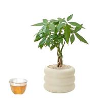 水培植物绿植青苹果竹芋翠叶竹芋四季常青室内办公桌净化