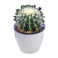 急兔仙人掌盆栽室内多肉植物办公室绿植摆件刺仙人球裸根1棵源头直发