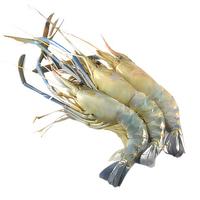 龙味福罗氏虾沼虾鲜活冷冻新鲜大头虾超大虾巨型淡水河虾海鲜水产虾类 2斤(净重) 【虾皇级】10-15只/斤