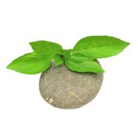 北蔬荆芥菜种子种苗大叶四季播种蔬菜种籽 北蔬大叶荆芥种子2000粒