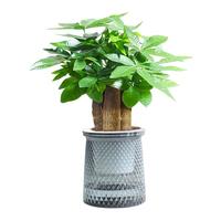 发财树绿植小盆栽客厅办公室内水培招财植物花卉盆景四季好养易活