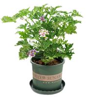 驱蚊虫植物 驱蚊草 室内防蚊香草绿植花卉香叶天竺葵 懒人盆栽花卉 驱蚊草(花瓣盆) 带盆栽好