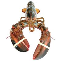 鲟好物 波士顿龙虾大波龙 冰鲜冷冻澳洲大龙虾虾类 4.1-4.5斤/只 1只大波龙