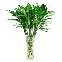 萌肉居大叶富贵竹水养水培植物花卉绿植招财竹节节高60cm高10根源头直发