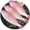 哆鲜生 海钓金线鱼 野外金丝红衫鱼云梦鱼深海冷冻国产生鲜鱼类 大号 2-4条/袋 净重400g
