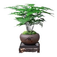创享绿洲文竹室内桌面摆件四季盆栽园艺老桩植株易活经典文雅清新翠绿优美 文竹+紫砂舍得盆+苔藓+方底座